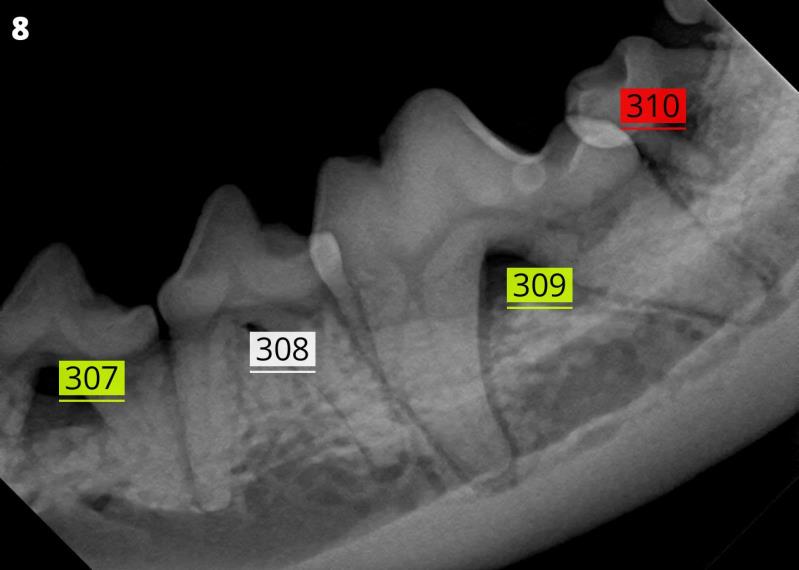 RapidRead™ Dental. Courtesy of Antech.