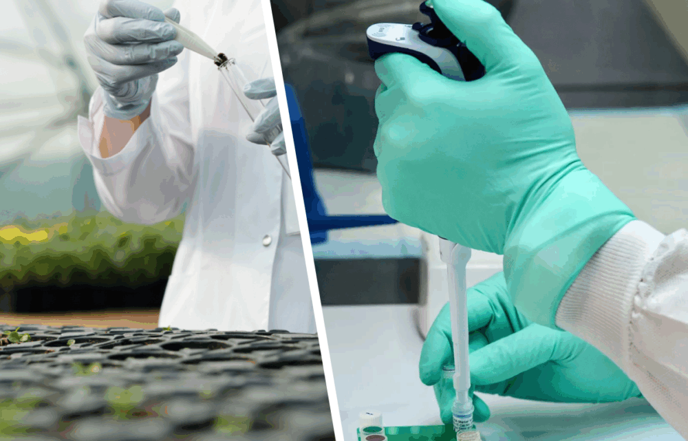 Image Vegan Vaccines Take Root: Inside Aramis Biotechnologies’ Plant-Based Revolution