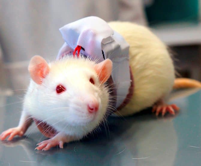 Image Non-Invasive Jacket for Monitoring Small Lab Animals