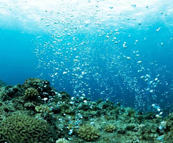 Image How Researchers Are Using Marine Microbes to Make Industrial Processes More Sustainable