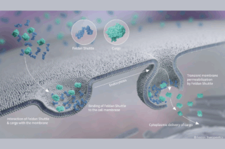 Image Feldan Therapeutics: A Breakthrough in Intracellular Delivery from Quebec