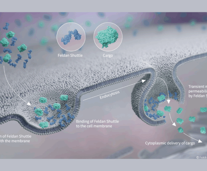 Image Feldan Therapeutics: A Breakthrough in Intracellular Delivery from Quebec