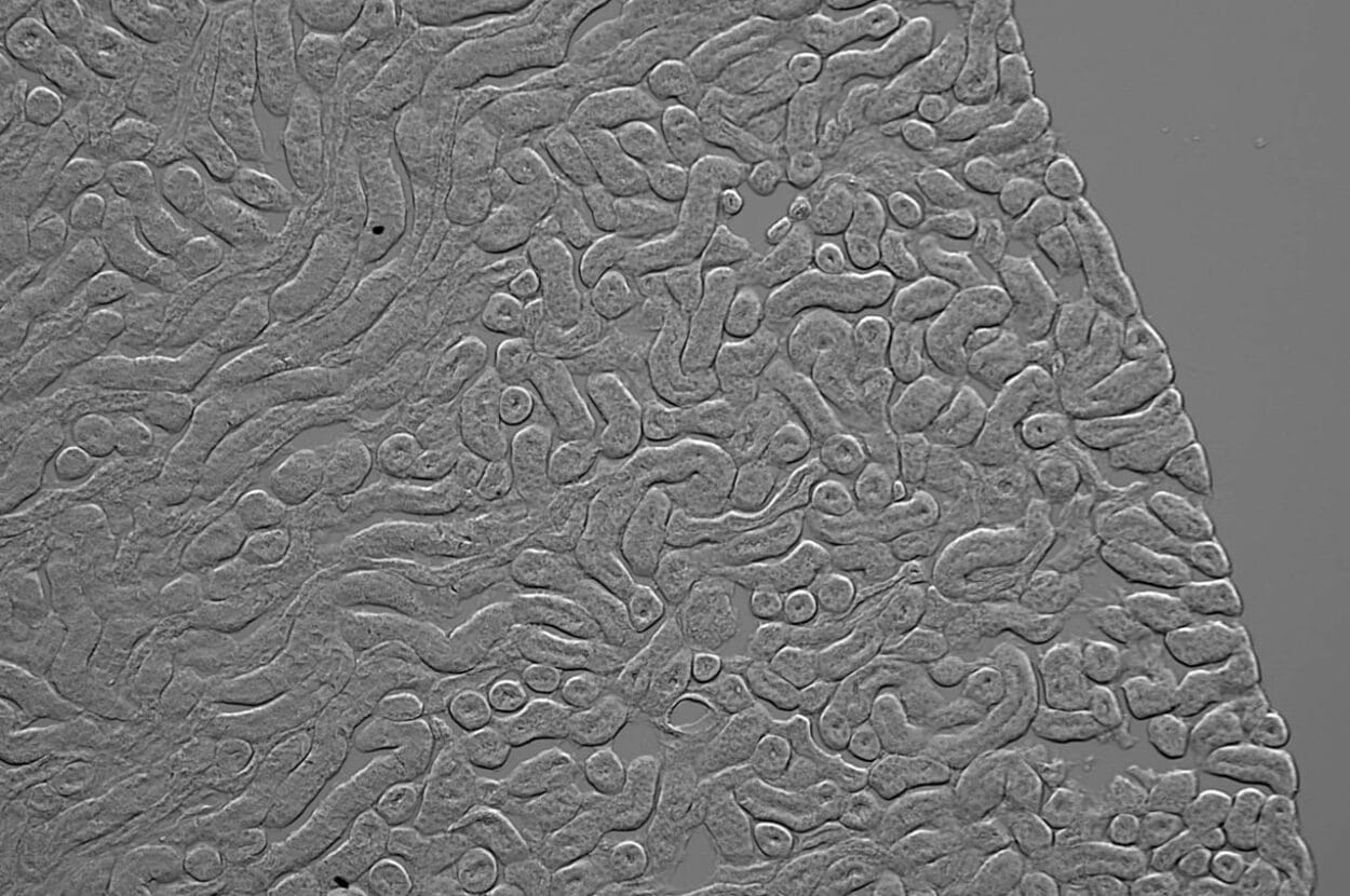 Figure 1: Mouse kidney section captured using APX100’s gradient contrast mode. (Credit: Evident)