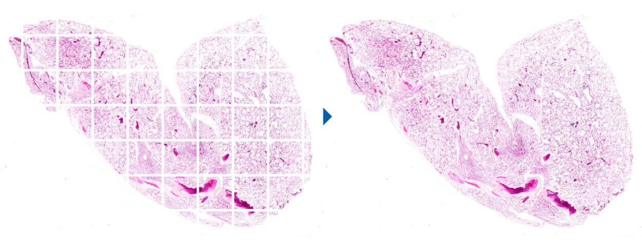 Figure 2: Image stitching with the APX100 (mouse kidney). (Credit: Evident)