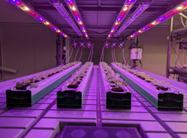 Indoor Farming (Aramis Biotechnologies)