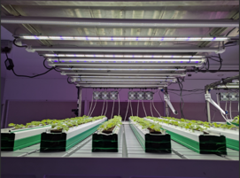 Indoor Farming (Aramis Biotechnologies)