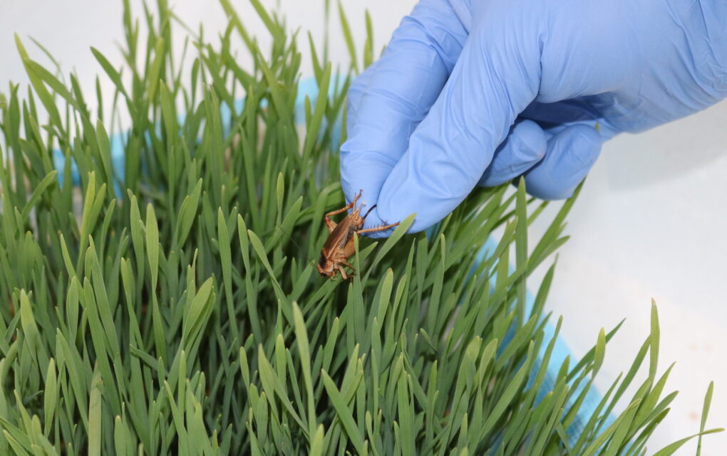 Image Insects as Future Protein Sources? Amino Acid Analysis Insights
