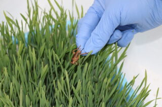 Image Insects as Future Protein Sources? Amino Acid Analysis Insights