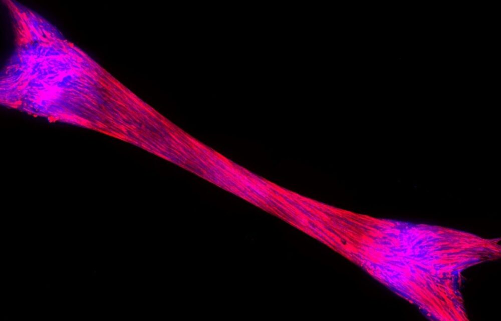 Image ProFuse Technology: From Cultivating Meat to Drug Discovery for Muscle Loss