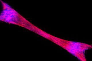 Image ProFuse Technology: From Cultivating Meat to Drug Discovery for Muscle Loss