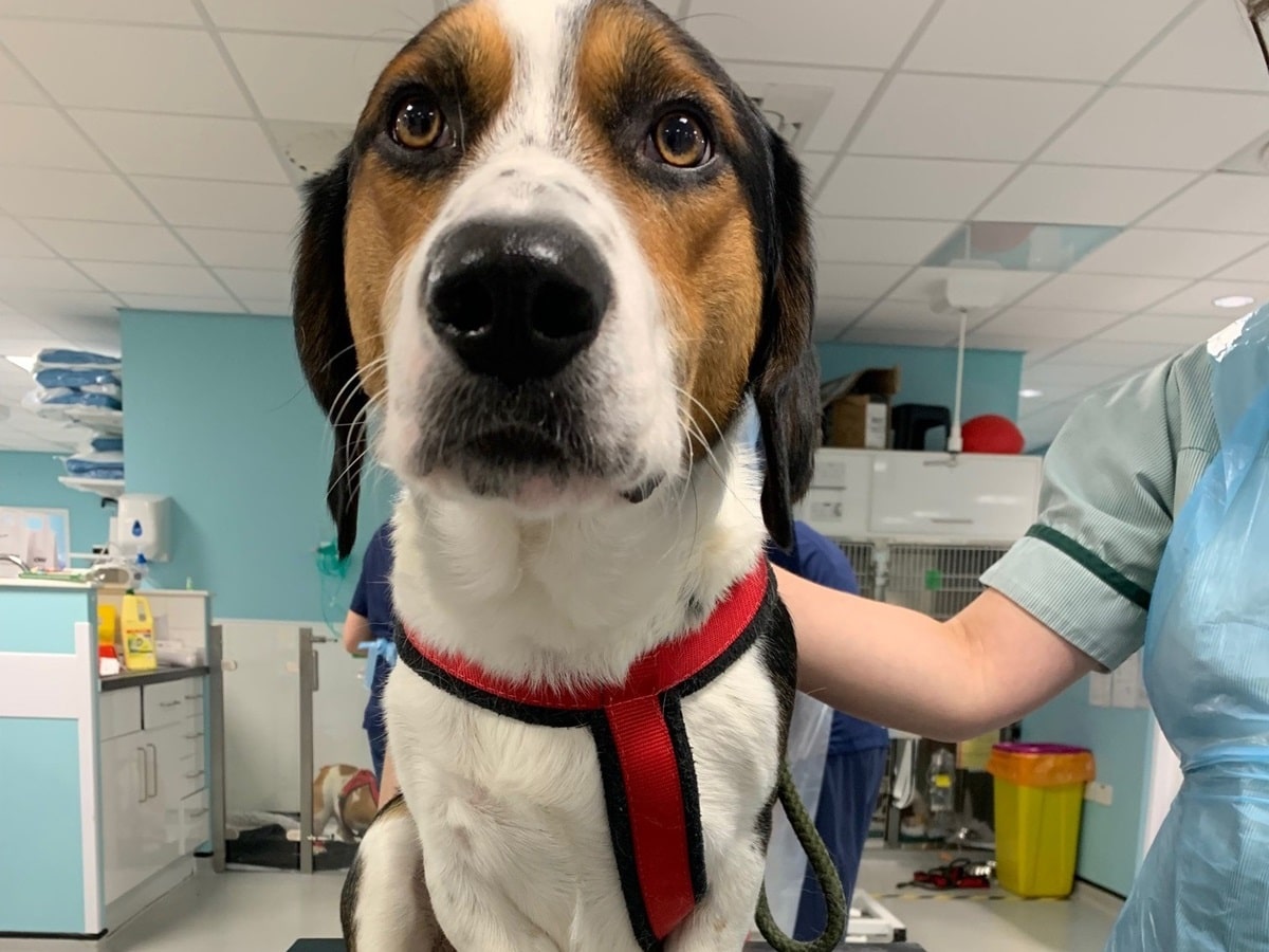 Veterinary Surgery: Tech-driven Care for Pets - MedicalExpo e-Magazine