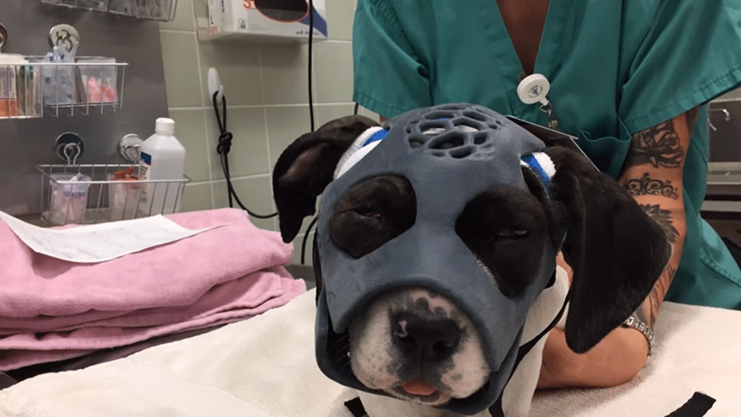 From 3D Printing to Extended Reality: The Vet Tech Revolution ...