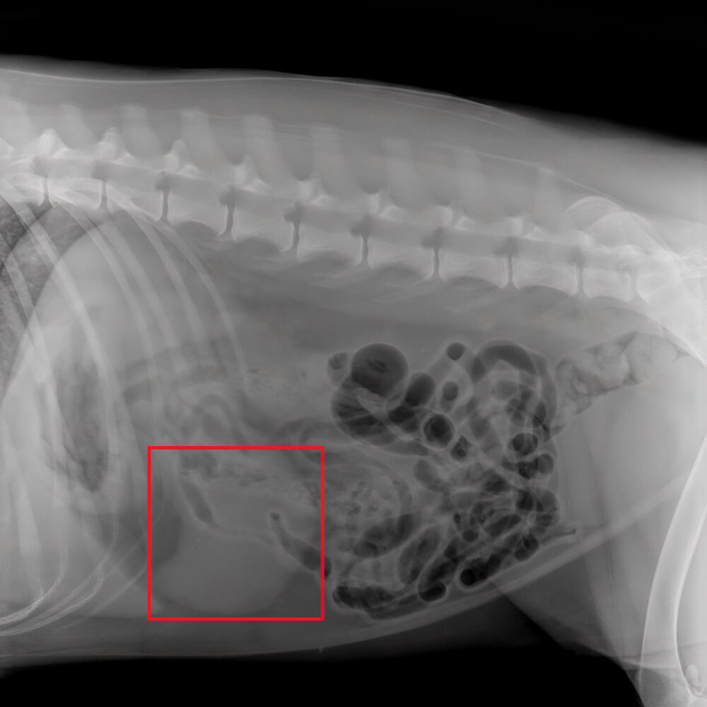 RapidRead™ Findings. Courtesy of Antech.