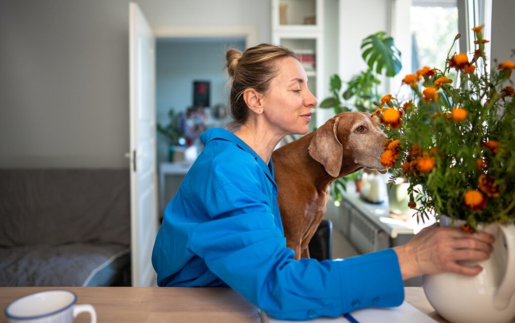 Image Why In-Home Euthanasia Benefits Pets, People, and the Veterinary Profession