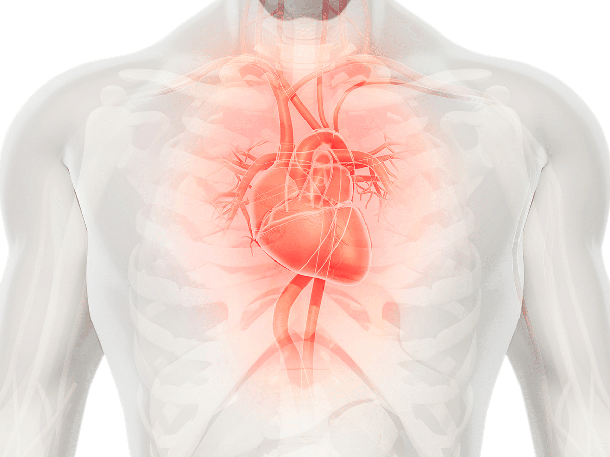 Cardiovascular heart anatomy. (Credit: BioWorld)