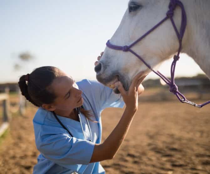 Image Horse Dental Equipment Expands Its Range for Equine Practitioners