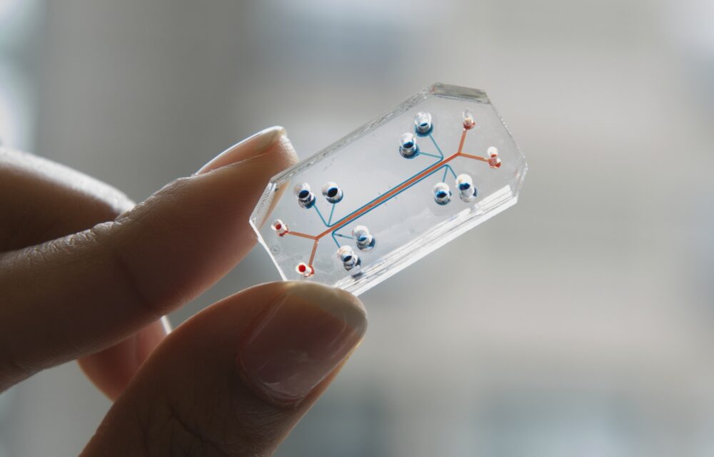 Image Organoids and Organs-on-a-Chip: A New Era in Predictive Medicine and Therapeutic Innovation