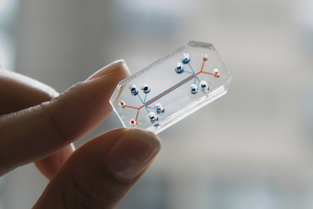 Organoids and Organs-on-a-Chip: A New Era in Predictive Medicine and Therapeutic Innovation