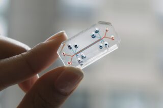 Image Organoids and Organs-on-a-Chip: A New Era in Predictive Medicine and Therapeutic Innovation