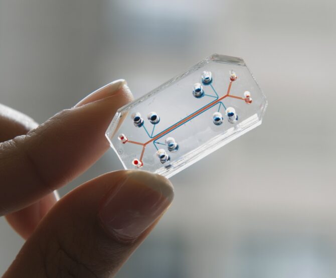 Image Organoids and Organs-on-a-Chip: A New Era in Predictive Medicine and Therapeutic Innovation