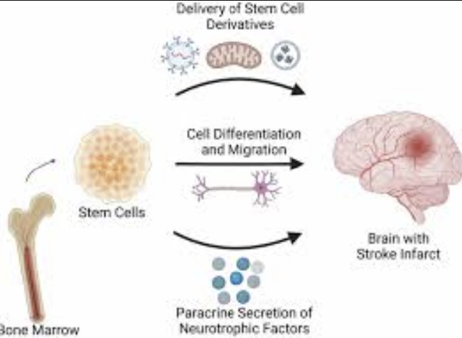 Stem Cell. Research Gate