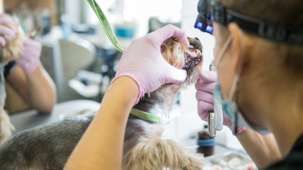 Veterinary Digital Dental X-Ray Market Insights and New Products