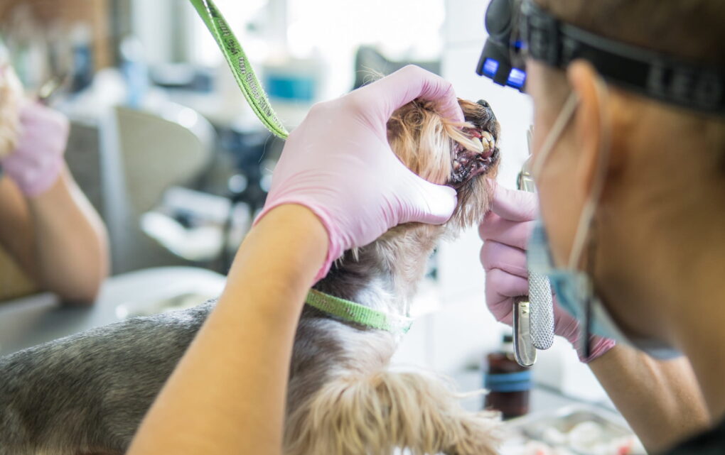 Image Veterinary Digital Dental X-Ray Market Insights and New Products