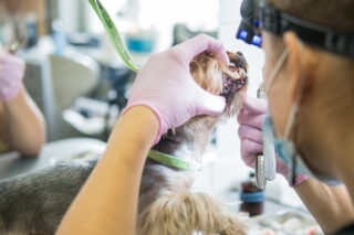 Image Veterinary Digital Dental X-Ray Market Insights and New Products