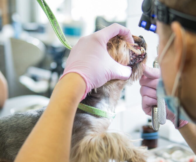 Image Veterinary Digital Dental X-Ray Market Insights and New Products