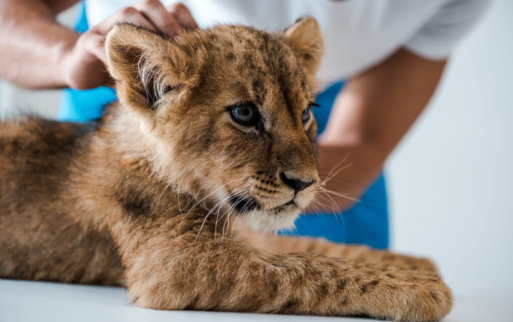 Image Innovations in Veterinary Medicine: Solving Extinction Through Reproductive Technologies