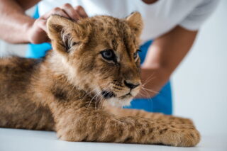 Image Innovations in Veterinary Medicine: Solving Extinction Through Reproductive Technologies