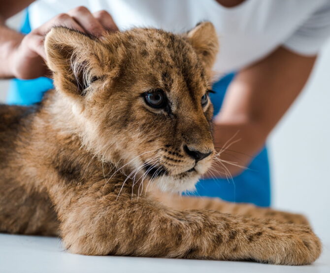 Image Innovations in Veterinary Medicine: Solving Extinction Through Reproductive Technologies