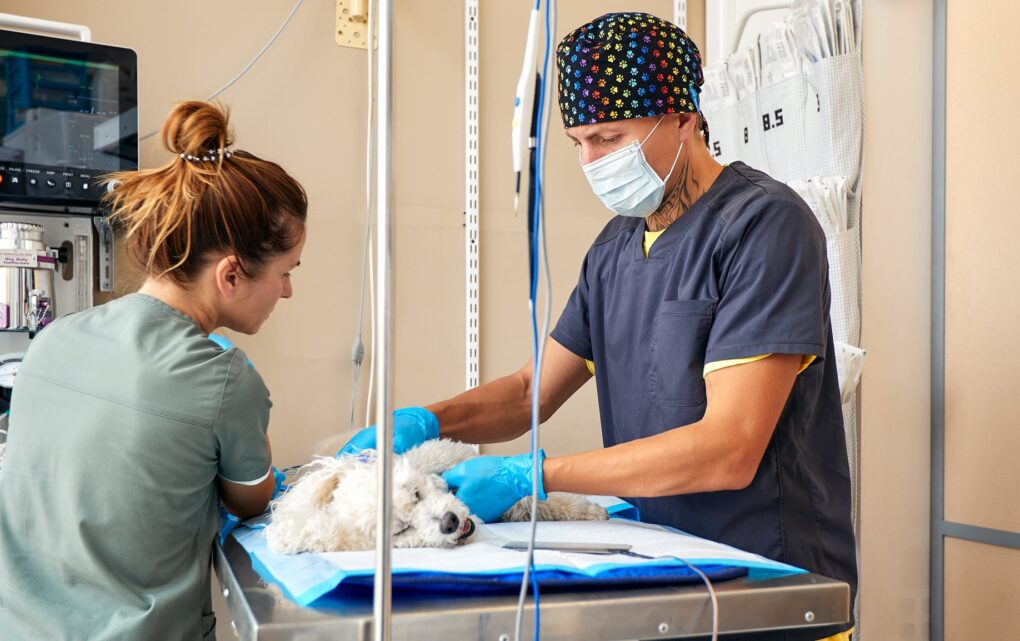 Image Vet Med: Redefining Anaesthesia and Pain Care
