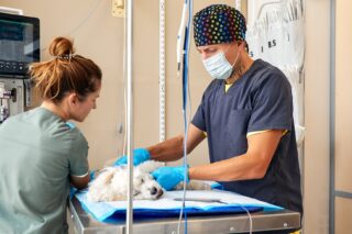 Image Vet Med: Redefining Anaesthesia and Pain Care