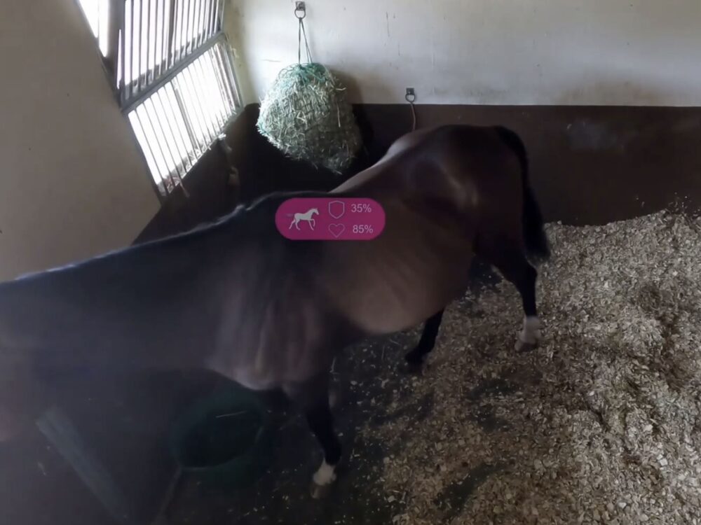 Courtesy of Vet Vision AI